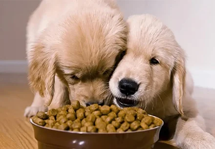 Quality Control During Pet Food Producing