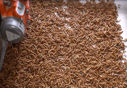 The advantages of microwave machine drying insects