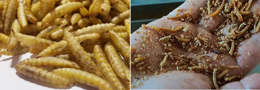 Microwave machine drying black soldier fly larvae to help circular economy