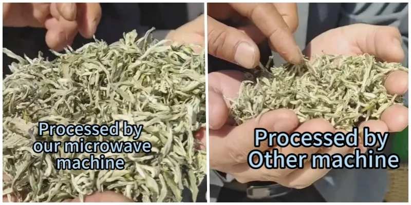 Breakthrough in Microwave Tea Fixing Technology