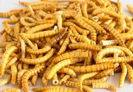 The advantages of microwave machine drying insects