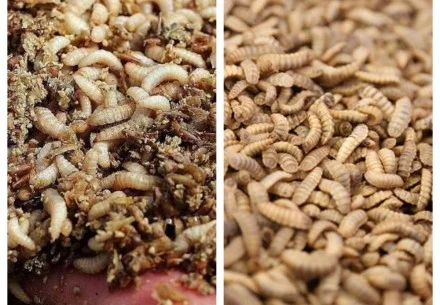 Pretreatment of Back Soldier Fly Larvae Before Drying