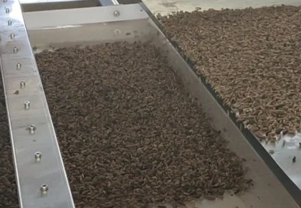 Upgrade of Larvae Microwave Dryer of Suzhou Meidi Clean Technology Co., Ltd.