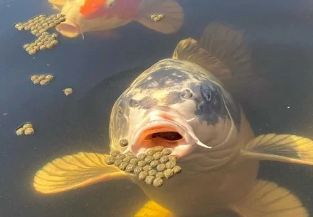 Characteristics and Advantages of Puffed Floating Fish Feed