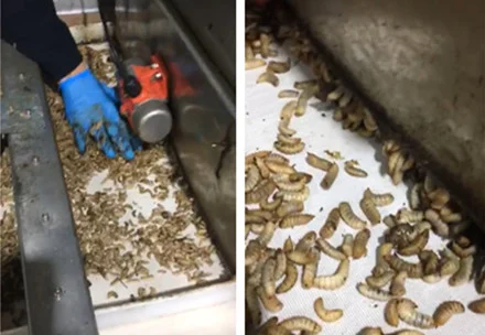 Upgrade of Larvae Microwave Dryer of Suzhou Meidi Clean Technology Co., Ltd.