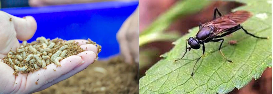 Microwave machine drying black soldier fly larvae to help circular economy